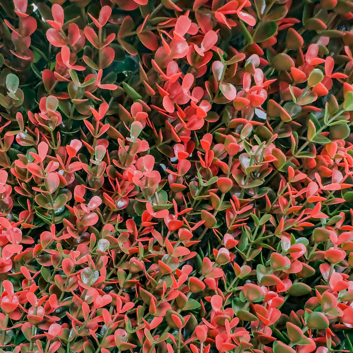Red Fire | Jardín Vertical Artificial para interiores y exteriores